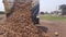 Farmer reversing the Hydraulic truck for unloading the trolley full of Turmeric roots, fresh haldi outdoor in the field located in