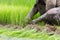 Farmer Rice farming, closeup, motion blur, thailand