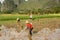 Farmer in rice field of China