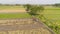 Farmer in rice field indonesia