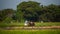 Farmer in rice field indonesia