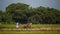 Farmer in rice field indonesia