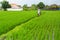 Farmer in a rice field, Indonesia. Agriculture.