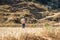 Farmer on the rice fields on the Annapurna Base Camp Trek, Nepal