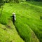 Farmer in the rice fields, beautiful rice terraces on Bali