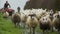 Farmer Riding quad bike behind running flock of sheep, UK