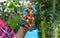 Farmer ripe red organic tomato harvest in hands