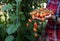 Farmer ripe red organic tomato harvest in hands