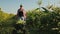 Farmer rolls a wheelbarrow full of sweet corn