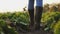 Farmer in rubber boots walks between rows of beets in the field