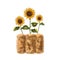 A farmer\\\'s composition of a stack of fluffy golden hay and colorful sunflowers. For postcards, textiles, booklets, banners,