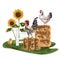 A farmer\\\'s composition of stacks of fragrant hay, colorful sunflowers, yellow chicken, chicken and rooster in a meadow. For