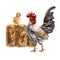 Farmer\\\'s composition of yellow chicken gray rooster and golden haystack