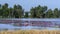 Farmer`s Family is harvesting water lily in a flooded field