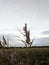 Farmer& x27;s field at dusk with feathery grasses.