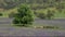 farmer's field with purple flowers of paterson's curse near brungle