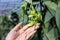 Farmer\'s hand checking the quality of the vanilla flower in full bloom