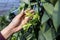 Farmer\'s hand checking the quality of the vanilla flower in full bloom