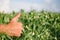 Farmer`s hand checks the flowering of green peas in the field