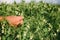 Farmer`s hand checks the flowering of green peas in the field