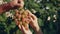 the farmer's hand checks the grapes for ripeness and diseases, touches the berries and leaves of grapes in the vineyard