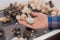 Farmer\\\'s hand close-up holding hatching chicken small egg against background of chickens in incubator, poultry farming