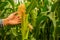Farmer\\\'s hand cradles the lush cornstalks with a sense of pride and accomplishment in the bountiful harvest
