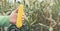 Farmer`s hand holding fresh harvested yellow corn cob on autumn cornfield background. Sustainable food, local farming. Banner wit