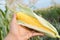 Farmer`s hand holding fresh organic corn on blurry field backgro