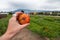 Farmer`s hand holding an unripe tomato