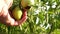 Farmer`s hand inspects green tomatoes. gardener checks a tomato crop on a farm plantation close-up. Tomato fruit in