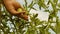 Farmer`s hand inspects green tomatoes. green tomatoes ripen on a branch of a bush. gardener checks a tomato crop on a