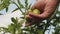 Farmer`s hand inspects green tomatoes. green tomatoes ripen on a branch of a bush. gardener checks a tomato crop on a