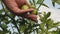 Farmer`s hand inspects green tomatoes. green tomatoes ripen on a branch of a bush. gardener checks a tomato crop on a