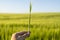 Farmer& x27;s hand keeps green barley spikelet against field and blue sky.