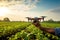 A farmer\\\'s hand launches a drone over a field with a crop to check its condition