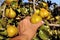 Farmer`s hand picking fresh organic pears