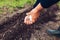 Farmer`s hand planting a seed in soil. Senior woman sowing parsley in spring garden