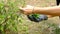 A farmer\\\'s hand is plucking basil leaves to use in cooking.