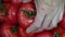 Farmer`s Hand Put Fresh Tomatoes Harvest in Pile. Organic Vegetables. Close Up