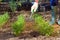 Farmer\'s hand raking soil near parsley