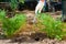 Farmer\'s hand raking soil near parsley