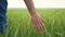 Farmer`s hand red neck in a field with touches green wheat. agriculture harvesting smart farming concept. lifestyle man