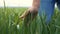 Farmer`s hand red neck in a field with touches green wheat. agriculture harvesting smart farming concept. man farmer