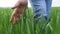 Farmer`s hand red neck lifestyle in a field with touches green wheat. agriculture harvesting smart farming concept. man