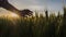 Farmer`s hand stroking wheat spikelets in the rays of the setting sun