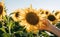 Farmer`s hand touches blooming sunflower. Agriculture and harvesting concept.