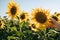 Farmer`s hand touches blooming sunflower. Agriculture and harvesting concept.