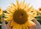 Farmer`s hand touches blooming sunflower. Agriculture and harvesting concept.