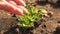 Farmer`s hand watering small potato sprouts on fertile soil. slow motion. Conservation of natural resources. Planting